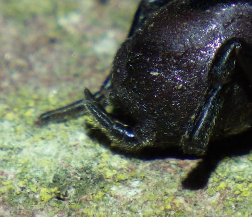Réf. 206 034 : Atypus piceus