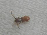 Laemophloeus sp.