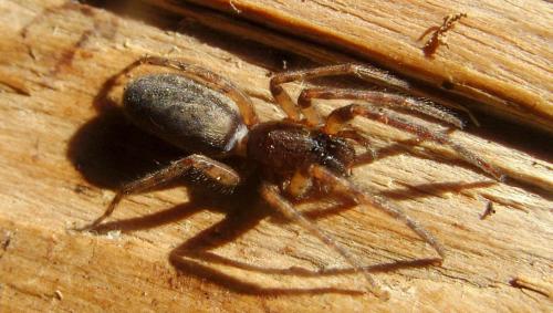 Réf. 206 146 : Segestria sp.