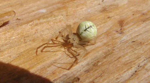 Heterotheridion nigrovariegatum