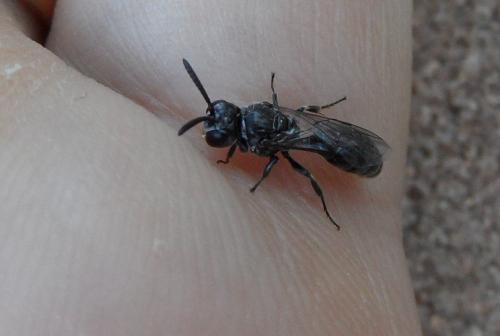 Psenulus sp.