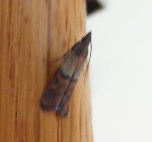 Plodia interpunctella
