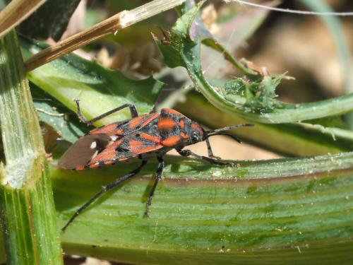 Réf. 206 307 : Spilostethus pandurus