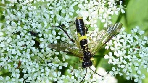 Tenthredo temula