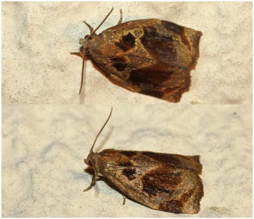 Réf. 206 147 : Archips crataegana