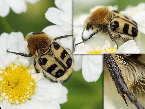 Réf. 206 626 : Trichius gallicus
