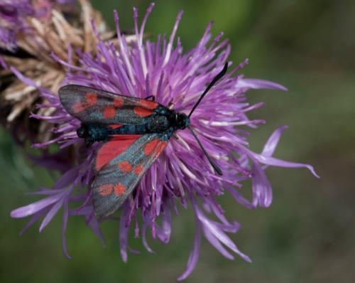 Zygaena filipendulae