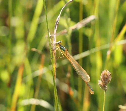 Lestes barbarus