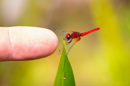 Nannophya pygmaea