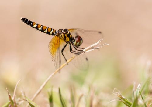 Nannophya pygmaea