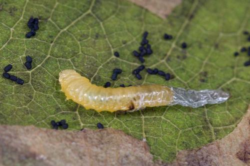 Profenusa pygmaea