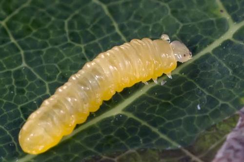 Profenusa pygmaea