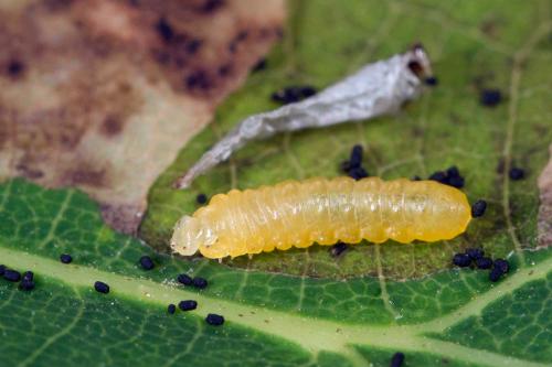 Profenusa pygmaea