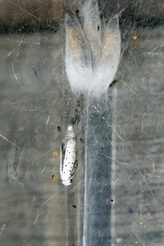 Réf. 206 729 : Yponomeuta malinellus
