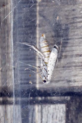 Yponomeuta malinellus