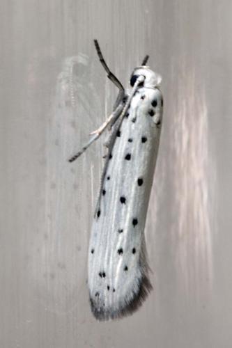 Réf. 206 731 : Yponomeuta malinellus