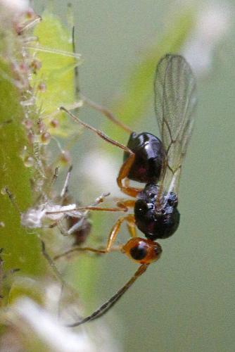 Alloxysta victrix