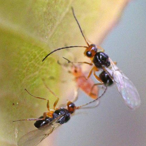 Alloxysta victrix