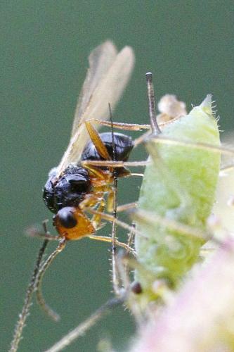 Réf. 206 949 : Alloxysta victrix