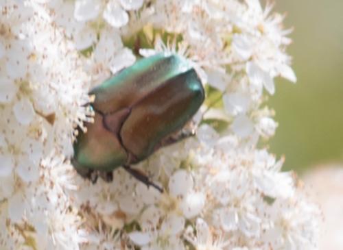 Réf. 206 054 : Potosia cuprea