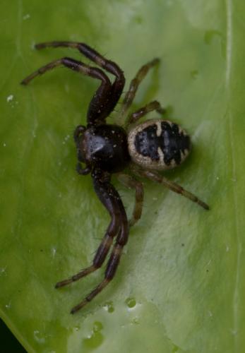 Réf. 206 051 : Synema globosum