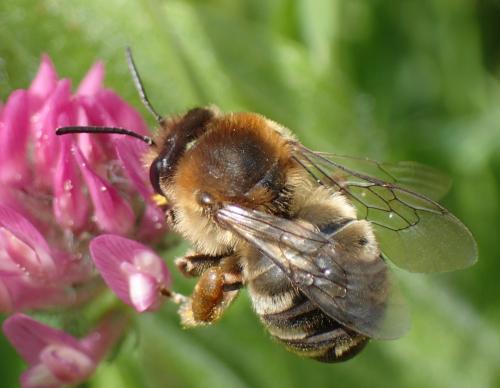 Réf. 206 569 : Eucera sp.