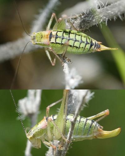 Réf. 206 058 : Poecilimon sp.