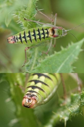 Réf. 206 057 : Poecilimon sp.