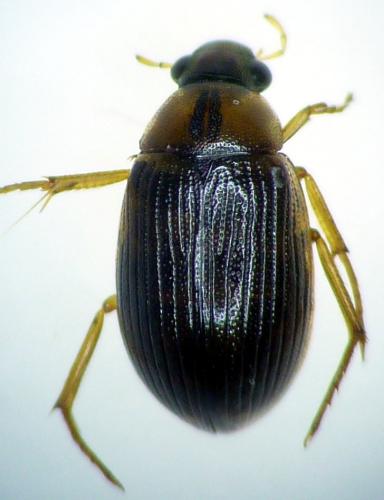 Berosus signaticollis