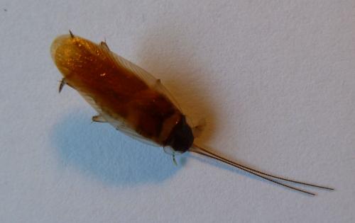 Supella longipalpa