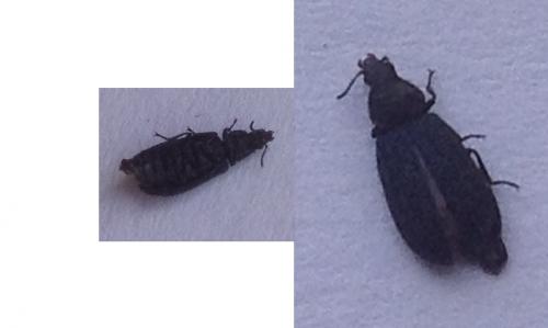 Réf. 206 305 : Falsomelyris opaca