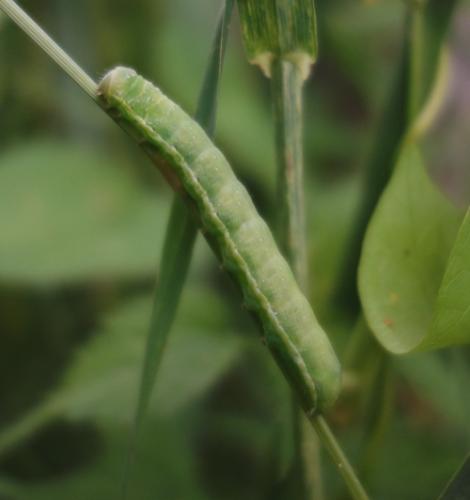 Réf. 206 083 : Agrochola lychnidis