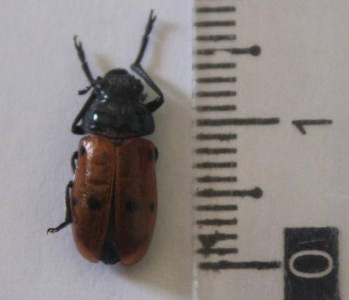 Réf. 206 283 : Lachnaia sp.