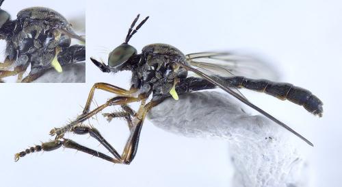 Dioctria hyalipennis