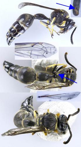 Eumenes sp.