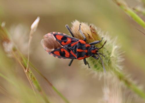 Réf. 206 439 : Spilostethus saxatilis