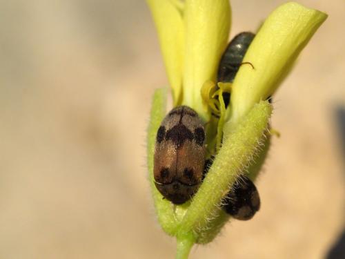 Attagenus simonis