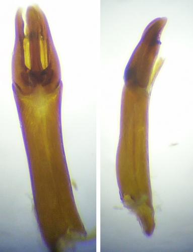 Dryops auriculatus