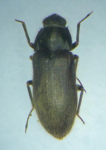 Réf. 206 392 : Dryops auriculatus