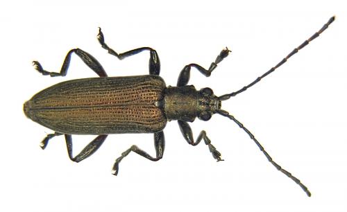 Donacia tomentosa