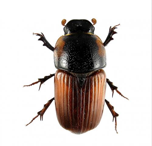 Coprimorphus scrutator
