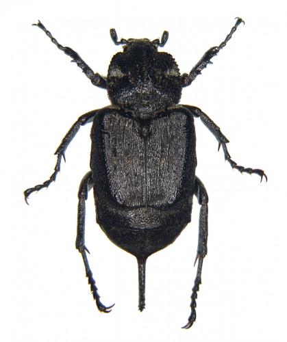 Valgus hemipterus