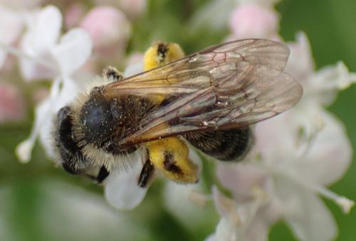 Andrena sp.