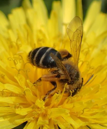 Andrena flavipes