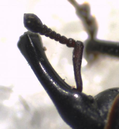 Sphenophorus striatopunctatus