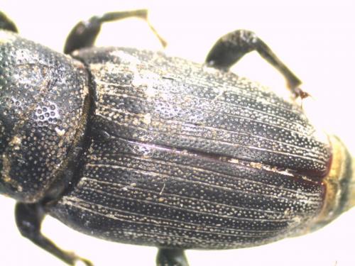 Sphenophorus striatopunctatus