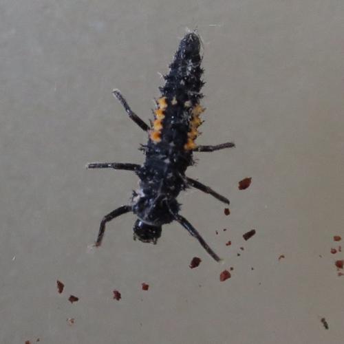 Réf. 206 605 : Harmonia sp.