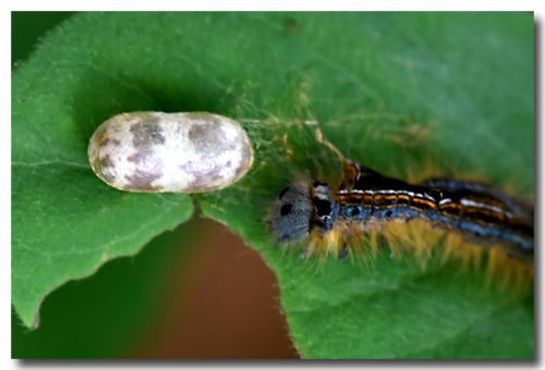 Réf. 206 808 : Malacosoma neustria