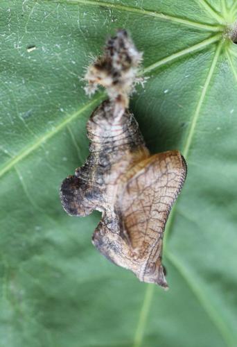 Limenitis reducta