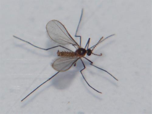 Réf. 206 734 : Cystiphora sonchi